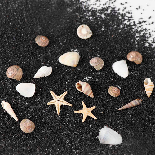 1/2/5Box Natural Mini Conch Shells Starfish Sea Beach Ornaments Shell Design Conch Epoxy Mold Filling Home Deco Manicure Tools